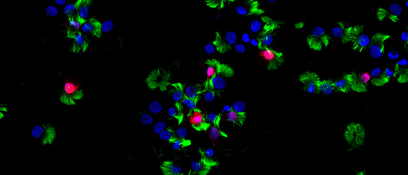 Ciliated Cells