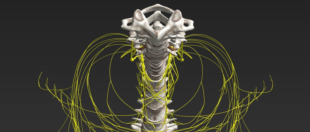 Thoracic nerves