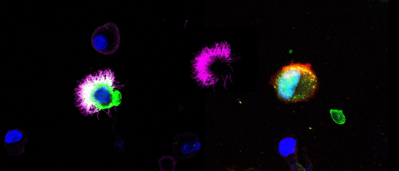 Microscopy