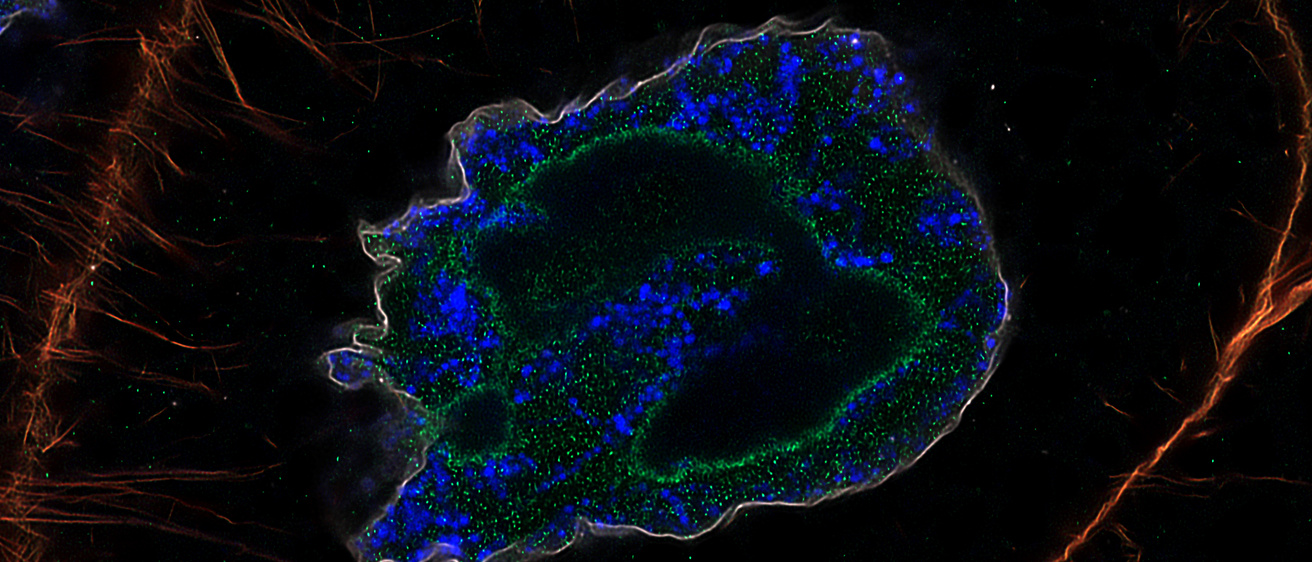 Jabba Nucleus