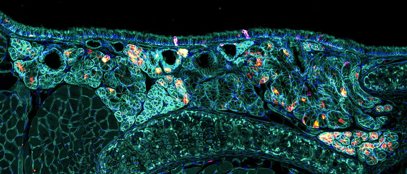 Glands