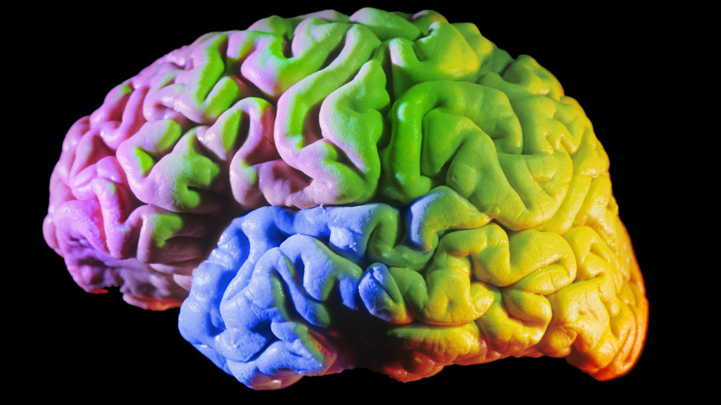 Human Brain