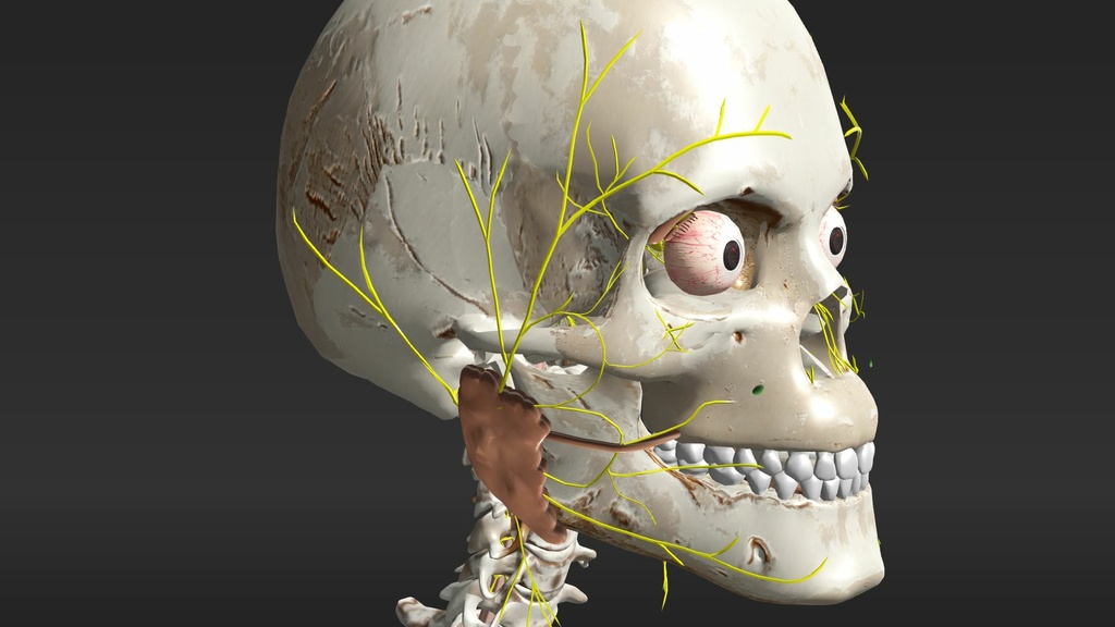 Cyber Anatomy