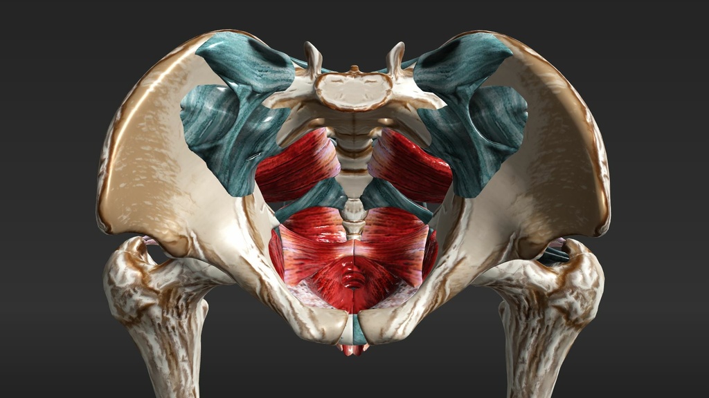 Pelvis